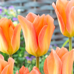 Tulip Bulbs Apricot Emperor Blooms Species Growing Bonsai Roots Rhizomes Corms Tubers Potted Planting Reblooming Fragrant Garden Flower Seeds Plant