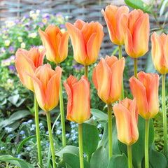 Tulip Bulbs Apricot Emperor Blooms Species Growing Bonsai Roots Rhizomes Corms Tubers Potted Planting Reblooming Fragrant Garden Flower Seeds Plant