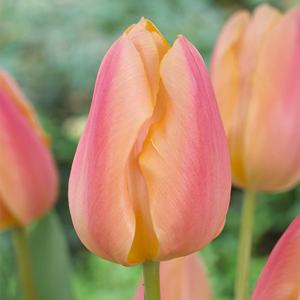 Tulip Bulbs Apricot Favourite Blooms Species Growing Bonsai Roots Rhizomes Corms Tubers Potted Planting Reblooming Fragrant Garden Flower Seeds Plant