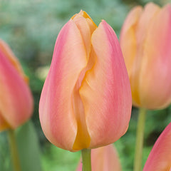 Tulip Bulbs Apricot Favourite Blooms Species Growing Bonsai Roots Rhizomes Corms Tubers Potted Planting Reblooming Fragrant Garden Flower Seeds Plant
