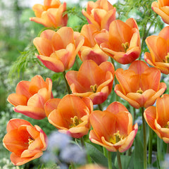 Tulip Bulbs Apricot Foxx Blooms Species Growing Bonsai Roots Rhizomes Corms Tubers Potted Planting Reblooming Fragrant Garden Flower Seeds Plant - Seedsplant