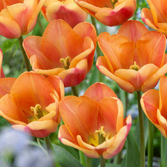 Tulip Bulbs Apricot Foxx Blooms Species Growing Bonsai Roots Rhizomes Corms Tubers Potted Planting Reblooming Fragrant Garden Flower Seeds Plant - Seedsplant