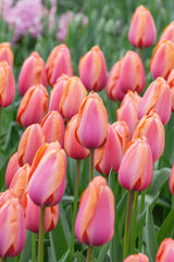 Tulip Bulbs Apricot Impression Blooms Species Growing Bonsai Roots Rhizomes Corms Tubers Potted Planting Reblooming Fragrant Garden Flower Seeds Plant