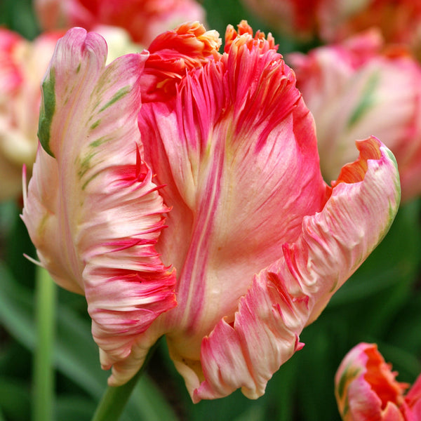 Tulip Bulbs Apricot Parrot Blooms Species Growing Bonsai Roots Rhizomes Corms Tubers Potted Planting Reblooming Fragrant Garden Flower Seeds Plant