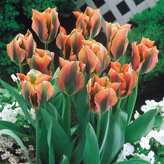 Tulip Bulbs Artist Blooms Species Growing Bonsai Roots Rhizomes Corms Tubers Potted Planting Reblooming Fragrant Garden Flower Seeds Plant