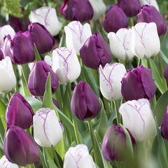 Tulip Bulbs Attila Blooms Species Growing Bonsai Roots Rhizomes Corms Tubers Potted Planting Reblooming Fragrant Garden Flower Seeds Plant