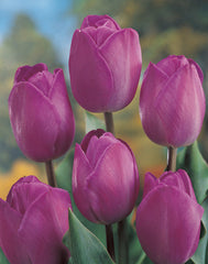 Tulip Bulbs Attila Blooms Species Growing Bonsai Roots Rhizomes Corms Tubers Potted Planting Reblooming Fragrant Garden Flower Seeds Plant