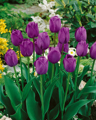 Tulip Bulbs Attila Blooms Species Growing Bonsai Roots Rhizomes Corms Tubers Potted Planting Reblooming Fragrant Garden Flower Seeds Plant