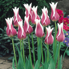 Tulip Bulbs Ballade Blooms Species Growing Bonsai Roots Rhizomes Corms Tubers Potted Planting Reblooming Fragrant Garden Flower Seeds Plant - Seedsplant