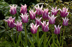 Tulip Bulbs Ballade Blooms Species Growing Bonsai Roots Rhizomes Corms Tubers Potted Planting Reblooming Fragrant Garden Flower Seeds Plant - Seedsplant