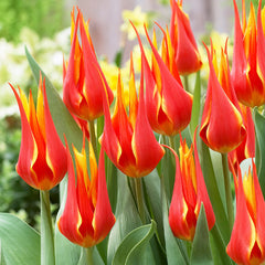 Tulip Bulbs Bicolour Lily Flower Collection Blooms Species Growing Bonsai Roots Rhizomes Corms Tubers Potted Planting Reblooming Fragrant Garden Flower Seeds Plant