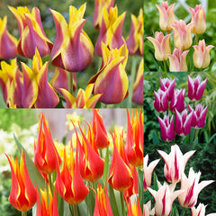 Tulip Bulbs Bicolour Lily Flower Collection Blooms Species Growing Bonsai Roots Rhizomes Corms Tubers Potted Planting Reblooming Fragrant Garden Flower Seeds Plant