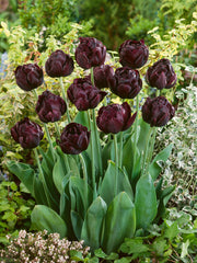 Tulip Bulbs Black Hero Blooms Species Growing Bonsai Roots Rhizomes Corms Tubers Potted Planting Reblooming Fragrant Garden Flower Seeds Plant