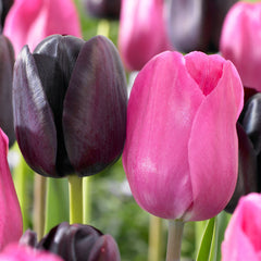 Tulip Bulbs Black Knight Blooms Species Growing Bonsai Roots Rhizomes Corms Tubers Potted Planting Reblooming Fragrant Garden Flower Seeds Plant