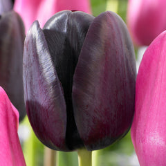 Tulip Bulbs Black Knight Blooms Species Growing Bonsai Roots Rhizomes Corms Tubers Potted Planting Reblooming Fragrant Garden Flower Seeds Plant