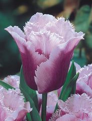 Tulip Bulbs Blue Heron Blooms Species Growing Bonsai Roots Rhizomes Corms Tubers Potted Planting Reblooming Fragrant Garden Flower Seeds Plant