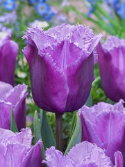 Tulip Bulbs Blue Heron Blooms Species Growing Bonsai Roots Rhizomes Corms Tubers Potted Planting Reblooming Fragrant Garden Flower Seeds Plant