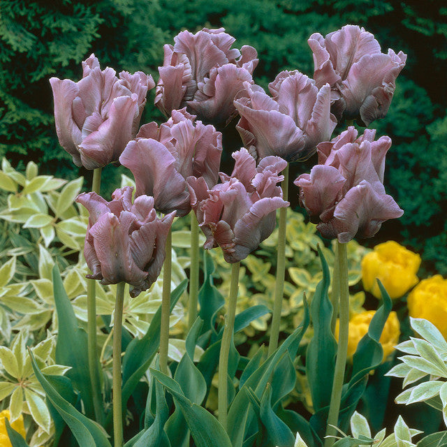 Blue Parrot Tulip Bulbs Blooms Species Growing Bonsai Roots Rhizomes Corms Tubers Potted Planting Reblooming Fragrant Garden Flower Seeds Plant