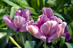 Tulip Bulbs Blue Parrot Blooms Species Growing Bonsai Roots Rhizomes Corms Tubers Potted Planting Reblooming Fragrant Garden Flower Seeds Plant