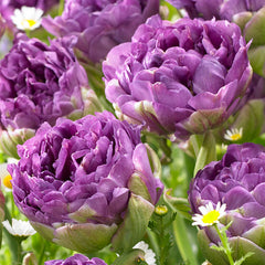 Tulip Bulbs Blue Wow Blooms Species Growing Bonsai Roots Rhizomes Corms Tubers Potted Planting Reblooming Fragrant Garden Flower Seeds Plant