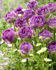Tulip Bulbs Blue Wow Blooms Species Growing Bonsai Roots Rhizomes Corms Tubers Potted Planting Reblooming Fragrant Garden Flower Seeds Plant