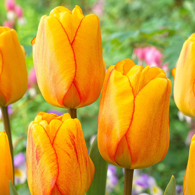 Blushing Apeldoorn Tulip Bulbs Blooms Species Growing Bonsai Roots Rhizomes Corms Tubers Potted Planting Reblooming Fragrant Garden Flower Seeds Plant - Seedsplant