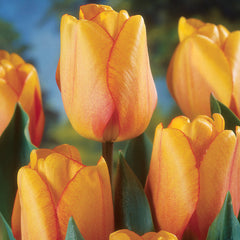 Blushing Apeldoorn Tulip Bulbs Blooms Species Growing Bonsai Roots Rhizomes Corms Tubers Potted Planting Reblooming Fragrant Garden Flower Seeds Plant