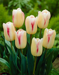 Tulip Bulbs Blushing Girl Blooms Species Growing Bonsai Roots Rhizomes Corms Tubers Potted Planting Reblooming Fragrant Garden Flower Seeds Plant