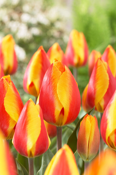 Bright Flair Tulip Bulbs Blooms Species Growing Bonsai Roots Rhizomes Corms Tubers Potted Planting Reblooming Fragrant Garden Flower Seeds Plant
