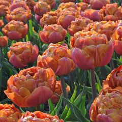 Tulip Bulbs Brownie Blooms Species Growing Bonsai Roots Rhizomes Corms Tubers Potted Planting Reblooming Fragrant Garden Flower Seeds Plant