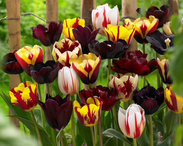 Burgundy Blend Mixed Tulip Bulbs Blooms Species Growing Bonsai Roots Rhizomes Corms Tubers Potted Planting Reblooming Fragrant Garden Flower Seeds Plant