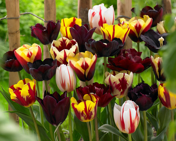 Burgundy Blend Mixed Tulip Bulbs Blooms Species Growing Bonsai Roots Rhizomes Corms Tubers Potted Planting Reblooming Fragrant Garden Flower Seeds Plant