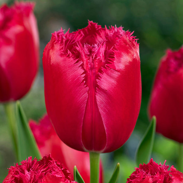 Tulip Bulbs urgundy Lace Blooms Species Growing Bonsai Roots Rhizomes Corms Tubers Potted Planting Reblooming Fragrant Garden Flower Seeds Plant