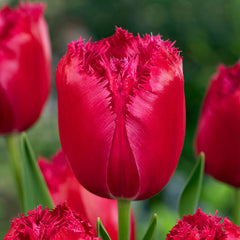 Tulip Bulbs urgundy Lace Blooms Species Growing Bonsai Roots Rhizomes Corms Tubers Potted Planting Reblooming Fragrant Garden Flower Seeds Plant - Seedsplant