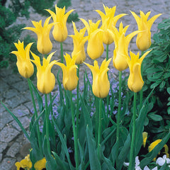 Burgundy Sun Bouquet Collection Tulip Bulbs Blooms Species Growing Bonsai Roots Rhizomes Corms Tubers Potted Planting Reblooming Fragrant Garden Flower Seeds Plant