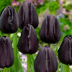 Burgundy Sun Bouquet Collection Tulip Bulbs Blooms Species Growing Bonsai Roots Rhizomes Corms Tubers Potted Planting Reblooming Fragrant Garden Flower Seeds Plant