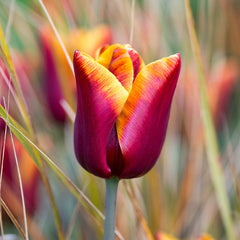 Burgundy Sun Bouquet Collection Tulip Bulbs Blooms Species Growing Bonsai Roots Rhizomes Corms Tubers Potted Planting Reblooming Fragrant Garden Flower Seeds Plant