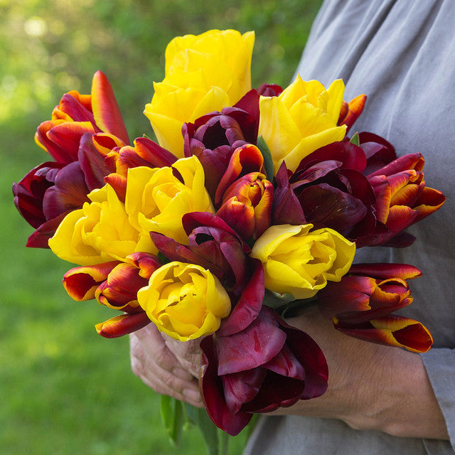 Burgundy Sun Bouquet Collection Tulip Bulbs Blooms Species Growing Bonsai Roots Rhizomes Corms Tubers Potted Planting Reblooming Fragrant Garden Flower Seeds Plant