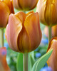 Tulip Bulbs Cairo Blooms Species Growing Bonsai Roots Rhizomes Corms Tubers Potted Planting Reblooming Fragrant Garden Flower Seeds Plant
