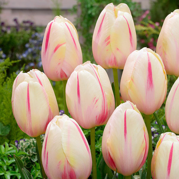 Tulip Bulbs Camargue Blooms Species Growing Bonsai Roots Rhizomes Corms Tubers Potted Planting Reblooming Fragrant Garden Flower Seeds Plant