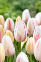 Tulip Bulbs Camargue Blooms Species Growing Bonsai Roots Rhizomes Corms Tubers Potted Planting Reblooming Fragrant Garden Flower Seeds Plant