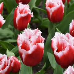Spring Romance Blend - Tulip Bulbs & Daffodil Blooms Species Growing Bonsai Roots Rhizomes Corms Tubers Potted Planting Reblooming Fragrant Garden Flower Seeds Plant