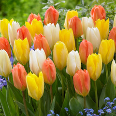 Tulip Bulbs Candela Blooms Species Growing Bonsai Roots Rhizomes Corms Tubers Potted Planting Reblooming Fragrant Garden Flower Seeds Plant 清除