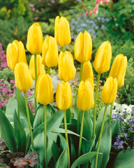Tulip Bulbs Candela Blooms Species Growing Bonsai Roots Rhizomes Corms Tubers Potted Planting Reblooming Fragrant Garden Flower Seeds Plant 清除