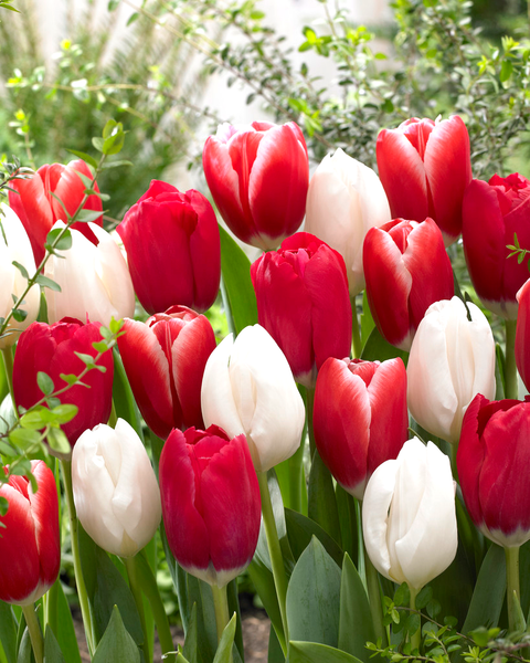 Tulip Bulbs Candy Cane Collection Blooms Species Growing Bonsai Roots Rhizomes Corms Tubers Potted Planting Reblooming Fragrant Garden Flower Seeds Plant