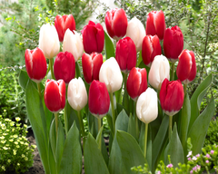 Tulip Bulbs Candy Cane Collection Blooms Species Growing Bonsai Roots Rhizomes Corms Tubers Potted Planting Reblooming Fragrant Garden Flower Seeds Plant - Seedsplant