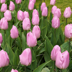 Evening Breeze Tulip Bulbs & Daffodil Blend Blooms Species Growing Bonsai Roots Rhizomes Corms Tubers Potted Planting Reblooming Fragrant Garden Flower Seeds Plant - Seedsplant