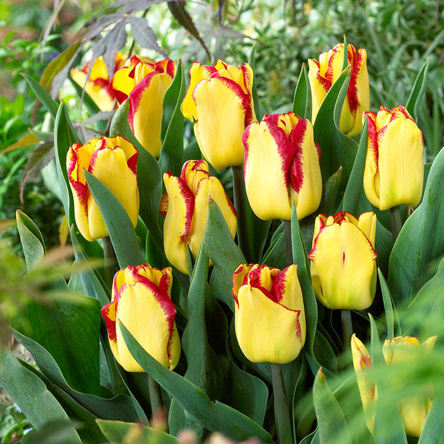 Cape Town Tulip Bulbs Blooms Species Growing Bonsai Roots Rhizomes Corms Tubers Potted Planting Reblooming Fragrant Garden Flower Seeds Plant