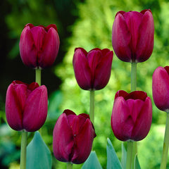 Tulip Bulbs Caravelle Blooms Species Growing Bonsai Roots Rhizomes Corms Tubers Potted Planting Reblooming Fragrant Garden Flower Seeds Plant