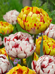 Tulip Bulbs Carnaval De Nice Blooms Species Growing Bonsai Roots Rhizomes Corms Tubers Potted Planting Reblooming Fragrant Garden Flower Seeds Plant - Seedsplant
